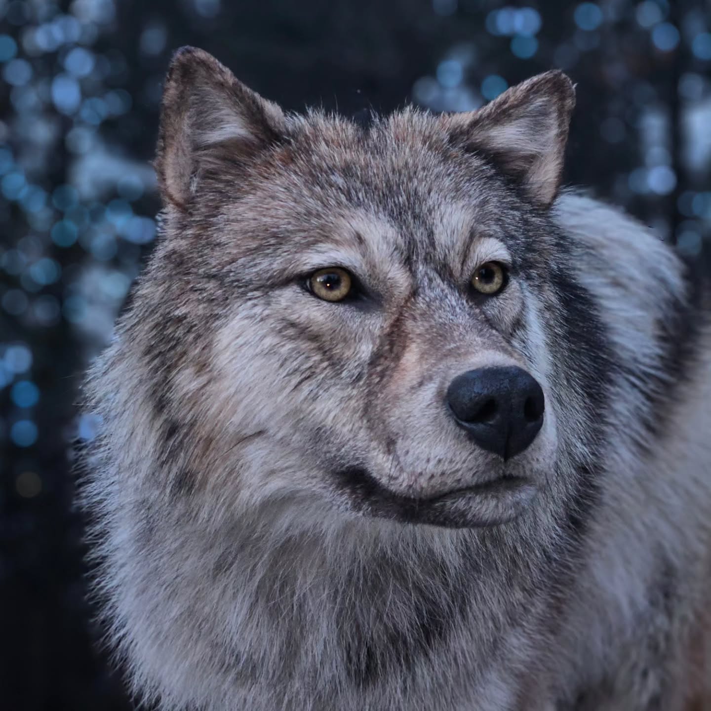 Wolf Life Size Mount - Taxidermy Service