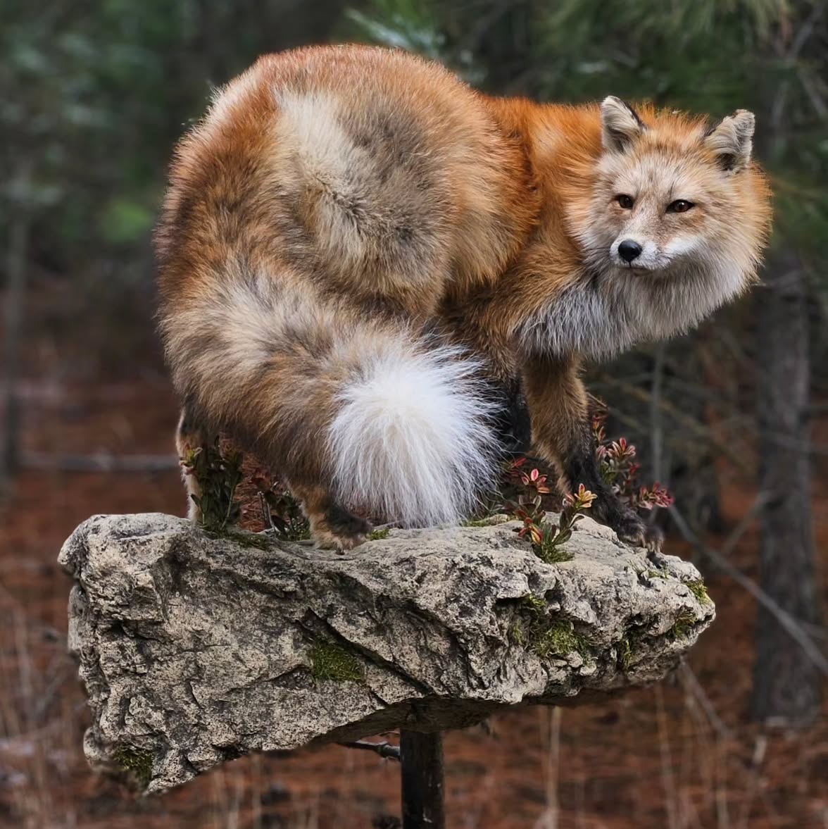 Fox Life Size Mount - Taxidermy Service