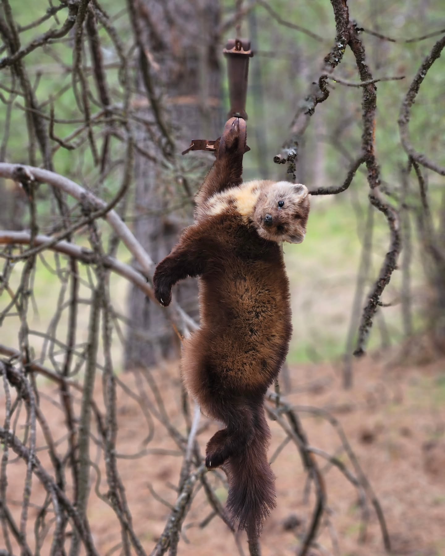 Martin Life Size Mount - Taxidermy Service