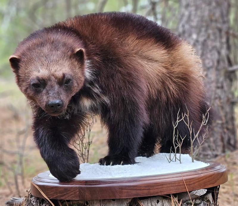 Wolverine Life Size Mount - Taxidermy Service