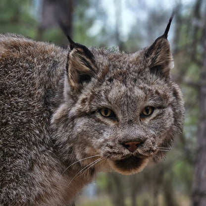 Lynx Life Size Mount - Taxidermy Service