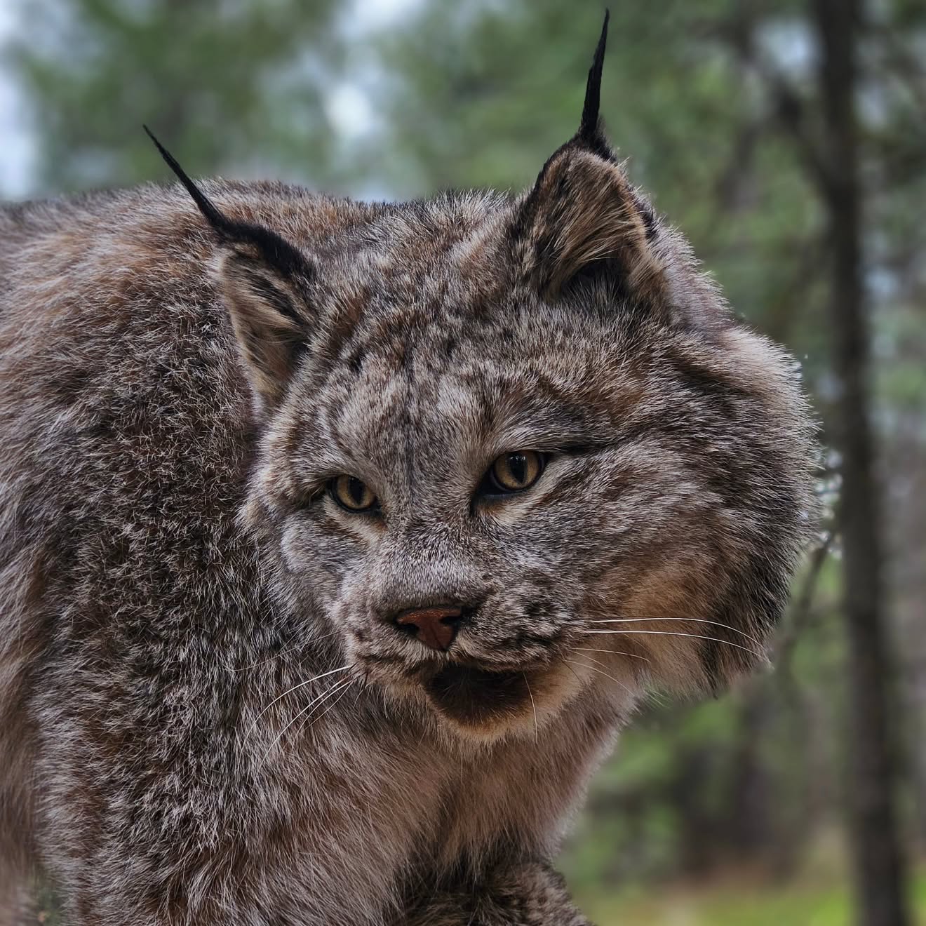 Lynx Life Size Mount - Taxidermy Service