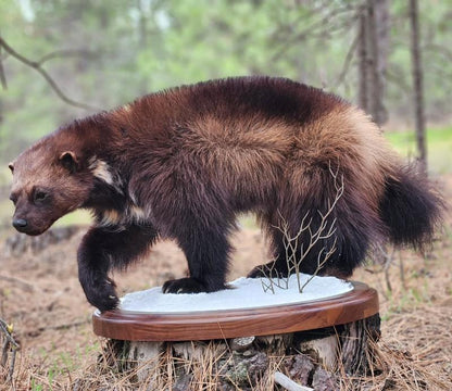 Wolverine Life Size Mount - Taxidermy Service