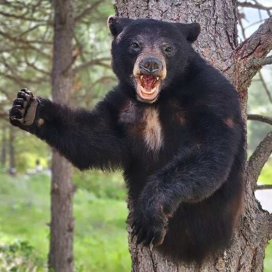 Black Bear Half Mount - Taxidermy Service