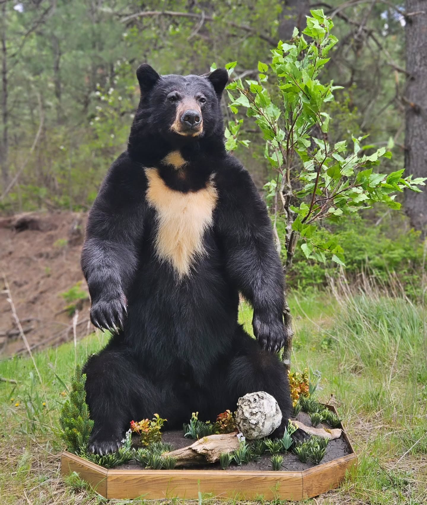 Black Bear Life Size Mount - Taxidermy Service