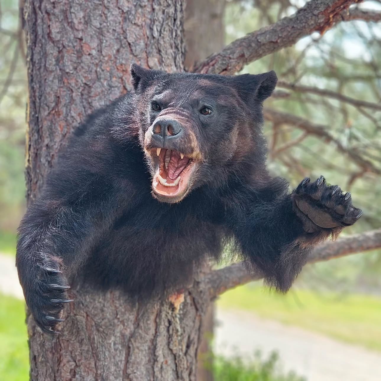 Black Bear Shoulder Mount - Taxidermy Service