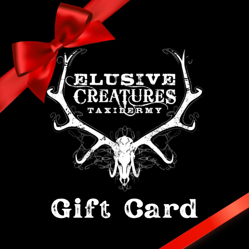 elusive creatures taxidermy gift cards