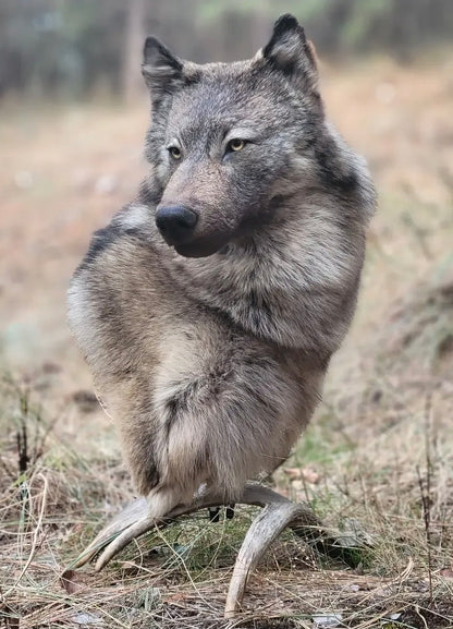 Wolf Shoulder Mount - Taxidermy Service