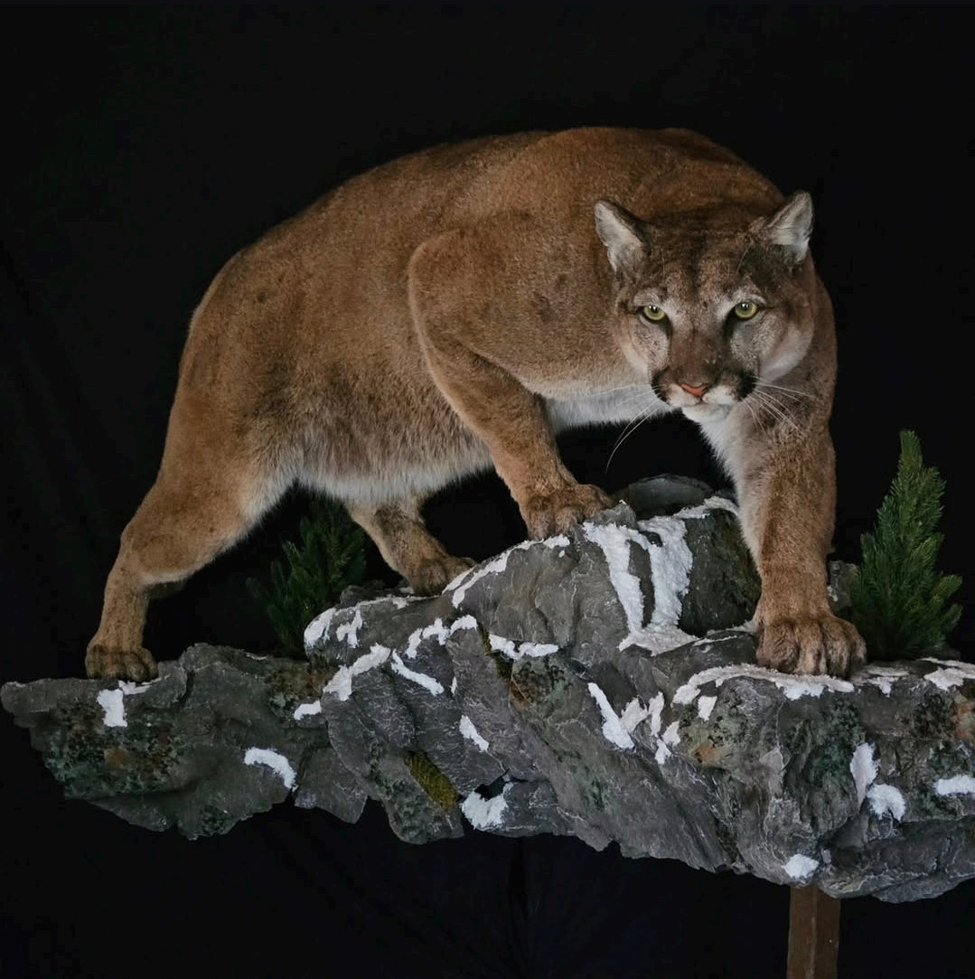 Mountain Lion Life Size Mount - Taxidermy Service