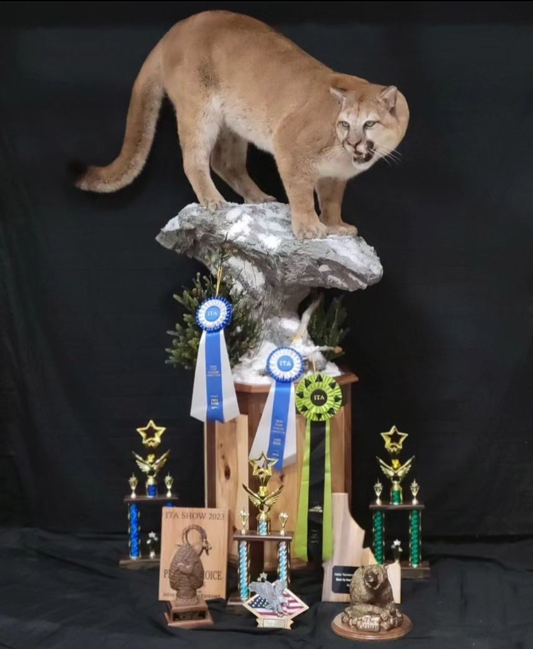 Mountain Lion Life Size Mount - Taxidermy Service