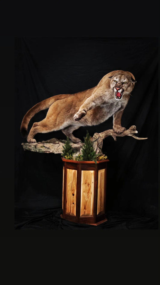 Mountain Lion Life Size Mount - Taxidermy Service